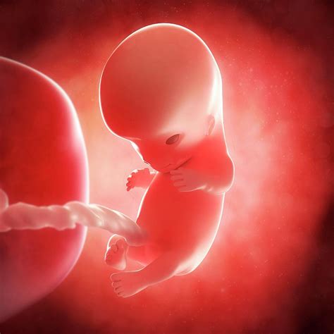 Foetus At 10 Weeks Photograph By Scieproscience Photo Library