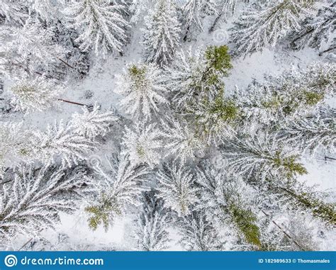 Evergreen Forest In Winter Stock Image Image Of Snow 182989633