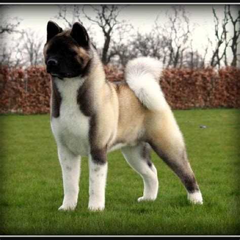 Chien Akita Americain Monyx Dit Kiuby Des Lueurs Dantares