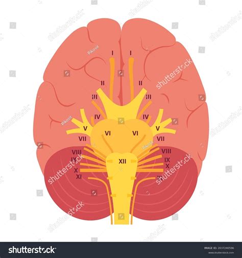 Cranial Nerves Diagram Brain Structure Medical Royalty Free Stock