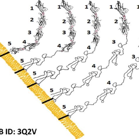 2 Backbone Ribbon Diagram Representations Displaying The Structural