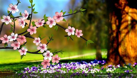 Full Hd Flowers Pictures Wallpaper Flowers Background Pink Widescreen