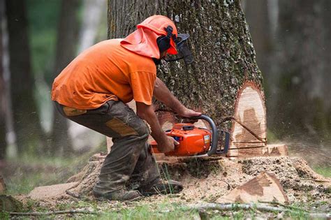 What To Expect And How To Prepare For A Tree Removal Service