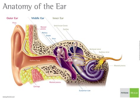 How You Hear Hearing And Hearing Loss