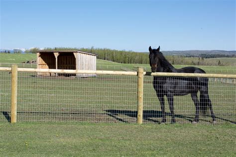 Two Horse Fence Questions Which Every Horse Must Ask Themselves Posts