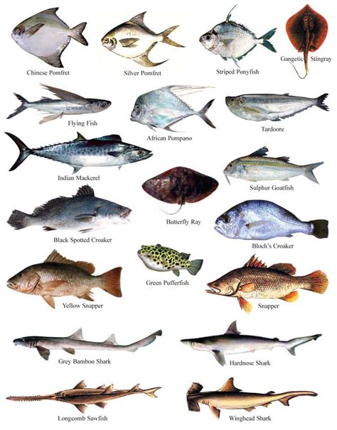 Results for saba fish translation from english to russian. File:Fish04.jpg - Banglapedia