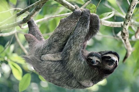 Tripadvisor Sloth Encounter And Waterfalls In Rain Forest Of Costa