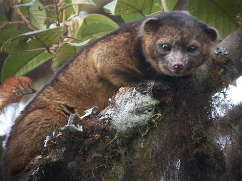 For The First Time In 35 Years A New Carnivorous Mammal Species Is