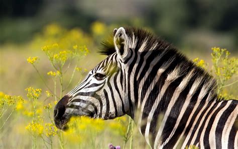 Zebra HD Wallpaper | Background Image | 2560x1600 | ID:367183 ...