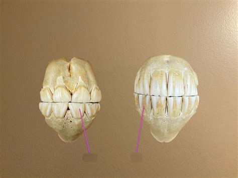 Deciduous Or Permanent Teeth Diagram Quizlet