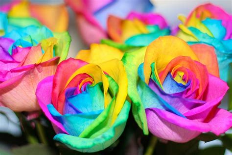 If you're in search of the best rainbow background, you've come to the right place. Rainbow Roses Background ·① WallpaperTag