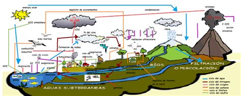 BiologÍa Ambiental Ciclos BiogeoquÍmicos