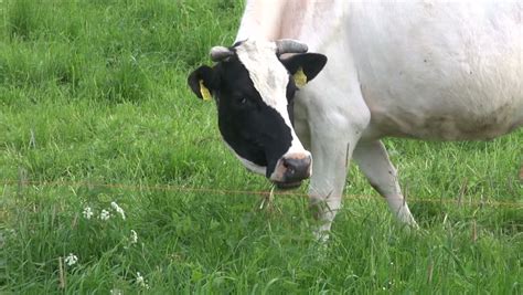 Cow Eats Grass Stock Footage Video 802744 Shutterstock