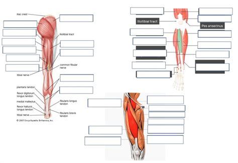 Leg Muscle Diagram Diagram Quizlet