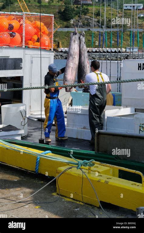 Un Loading Swordfish From The Hannah Boden Fishing Boat From The