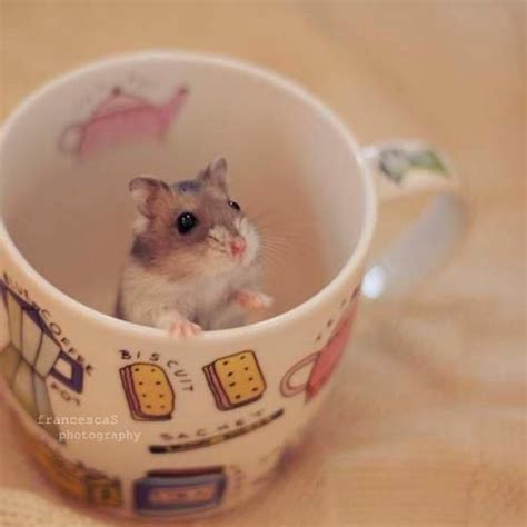 Hamster In A Cup♡ Cute Hamsters Cute Funny Animals Cute Baby Animals