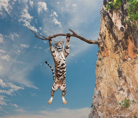 Hang In There Baby This Photo Of A Tiger Hanging From A Tree Branch On