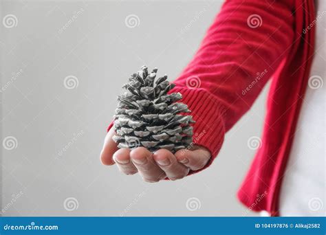 Woman Holds Pine Cones Stock Photo Image Of Copy Autumn