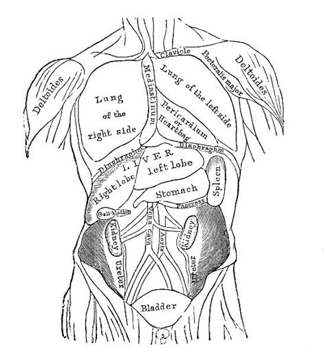 Drawing Of Labeled Diagram Of Digestive System Illustrations Royalty