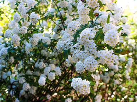 Care Of Spirea Bushes Spirea Growing Conditions And Care Gardening