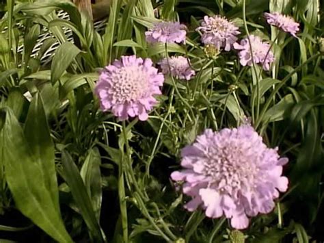 Pincushion Flowers How To Grow Propagate And Care For Pin Cushion