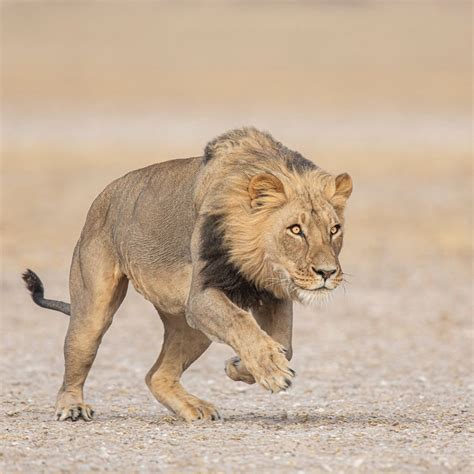 A Male Lion Is About To Pounce In The Central Kalahari⁣ ⁣ Iucn