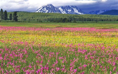 Top 126 Imagenes De La Flora De La Tundra Anmbmx