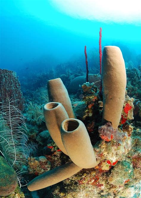 Tube Sponges And Coral Reef Stock Photo Image Of Tropics Agelasidae