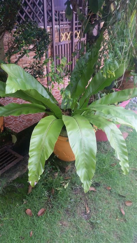 Gambar foto 2.5 contoh komensalisme parasitisme. Warisan Petani: Pokok Paku Langsuir.
