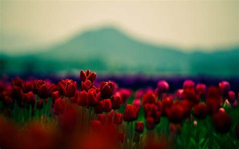 Red Tulips Field Hd Desktop Wallpapers 4k Hd