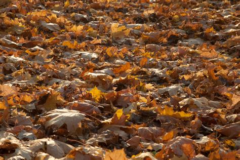 Free Images Autumn Orange Fall Dry Leaves Brown Leaf Deciduous