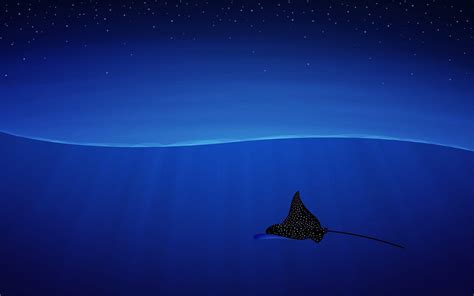 Manta Ray Wallpapers Wallpaper Cave