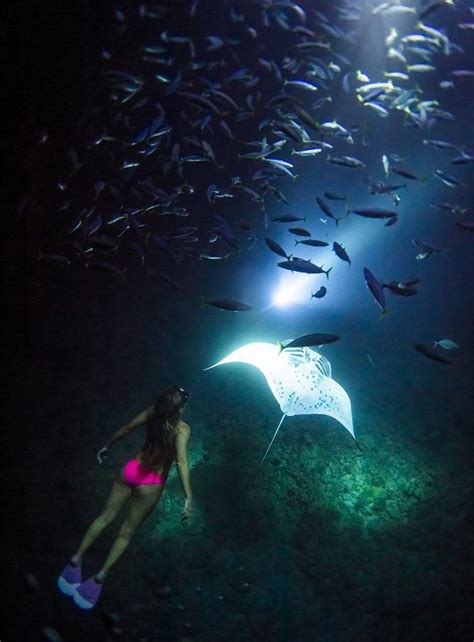 Adventurer Swims With Giant Manta Rays At Night