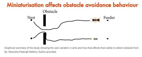 How Do Ants See The World Ants Vision Explained Updated