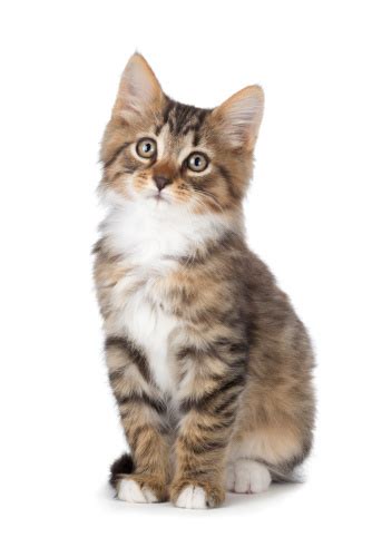 Cute Tabby Kitten On A White Background Stock Photo Download Image