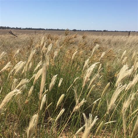 Buydirect.com has been visited by 100k+ users in the past month Rhodes - Forage - AGT Foods