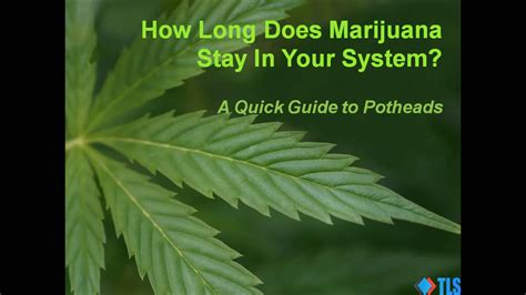 Clonazolam is a designer benzodiazepine (benzo) and a potent sedative. How Long Does Cannabis Stay In Your System For Different ...