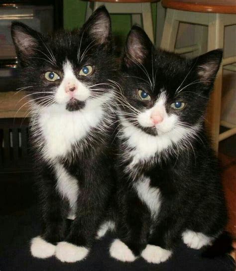 Adorable Tuxedo Kittens Wovely Cute Cats And Kittens Beautiful Cats Pretty Cats