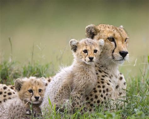Encyclopaedia Of Babies Of Beautiful Wild Animals Mara