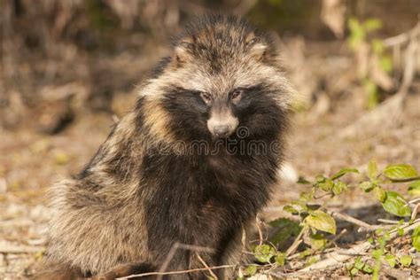 Racoon Dog Stock Image Image Of Carnivore Nyctereutes 29470205