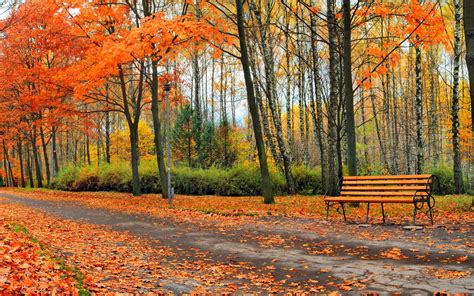 Wallpaper Park Trees Yellow Leaves Bench Road Autumn 7680x4320 Uhd