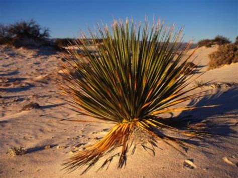 10 Facts About Desert Plants Fact File