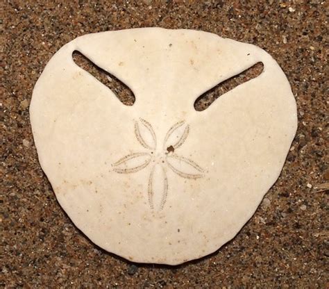 Keyhole Sand Dollar Echinodiscus Bisperforatus Size Appr Flickr