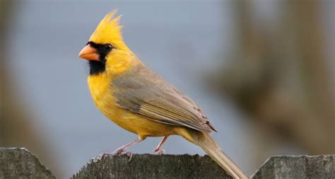 Extremely Rare Yellow Cardinal Photographed In Alabama Is One In A