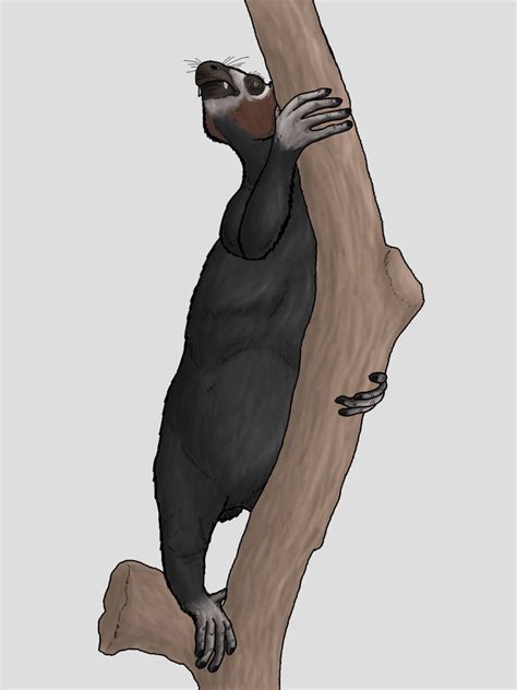 Megaladapis The Koala Lemur By Wsnyder On