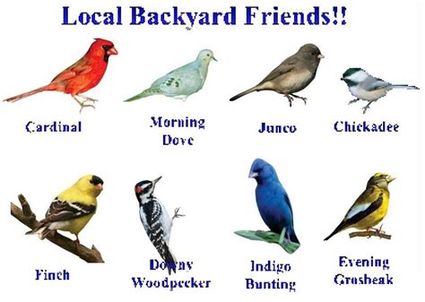 Image Birds List Backyard Birds World Birds Birds
