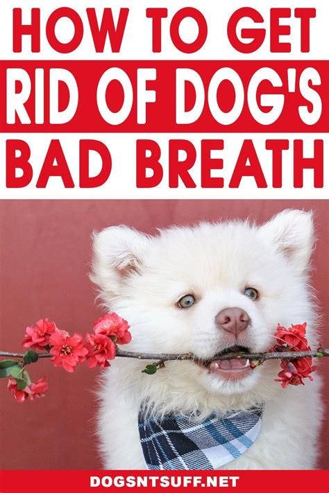 How To Get Rid Of Dog Bad Breath Bad Dog Breath Dog Bad Breath