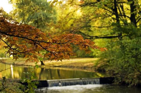 Water Autumn Foliage Free Image Download