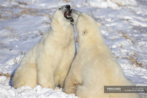 Polar Bears Play Fighting — Big Animals Animals Stock Photo 165610346