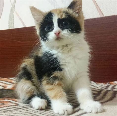 100 Best Calico Cat Names Calico Cat Names Calico Cat Kittens Cutest
